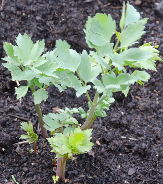 A lovage plant that survived the winter.
