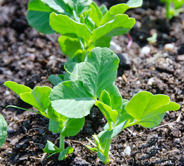 Sugar snap or edible pod peas. Hopefully it won't get too warm and we will get a nice crop.