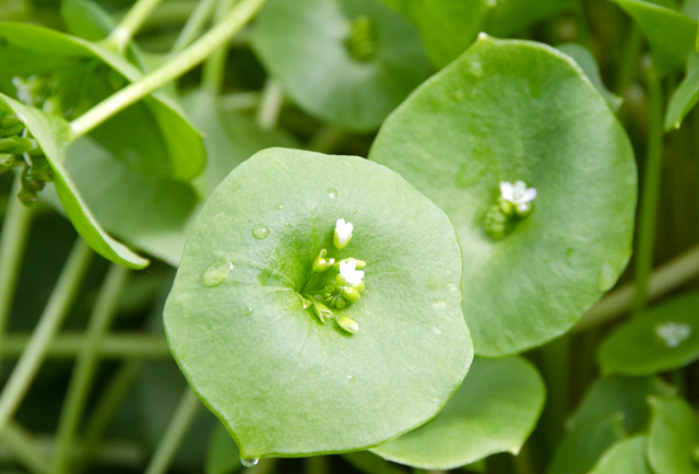 Claytonia or miner's lettuce thriving in the spring garden.