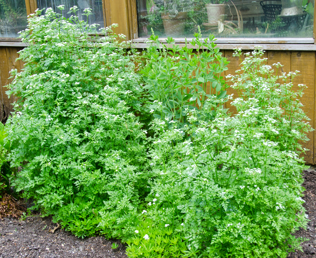 This large patch of chervil surprised us at the back of the house.