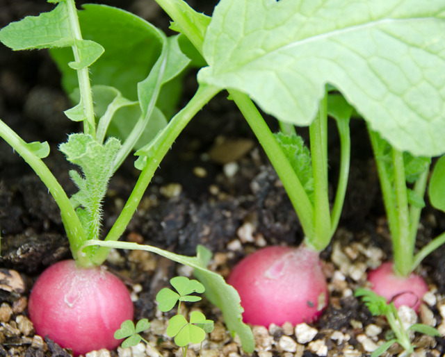 The radishes are literally popping out of the ground.