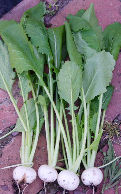We use both the turnip greens and the sweet  Hakurei turnips.