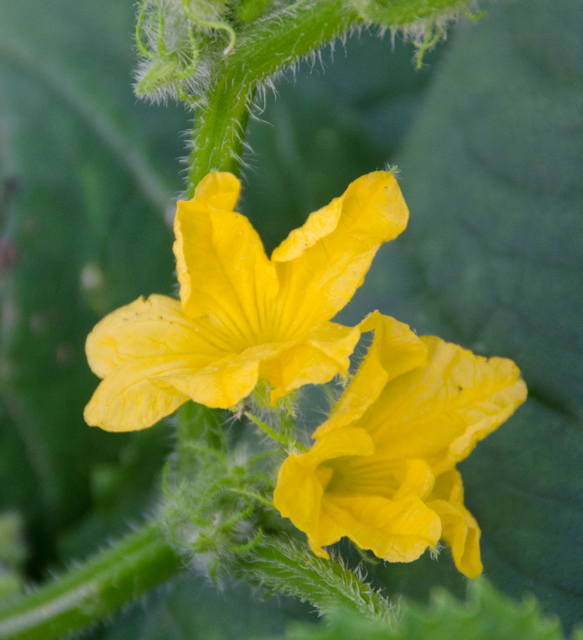 The first cucumber flowers didn't appear until later in the season last year.