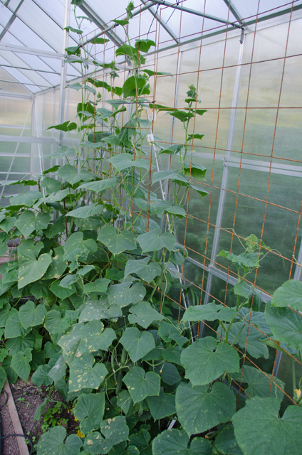Cucumber vines in the greenhouse.