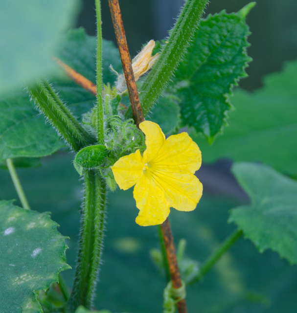 This little flower is the beginning of a cucumber.
