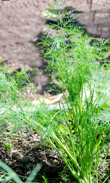 Dill in the garden.