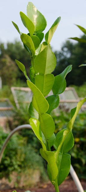 Kaffir lime tree with double spaded leaves.