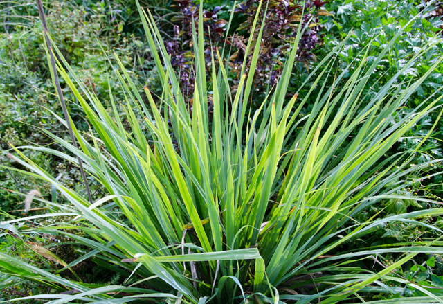 Lemongrass plant does very well in the garden in summer but will be brought in before the first frost.