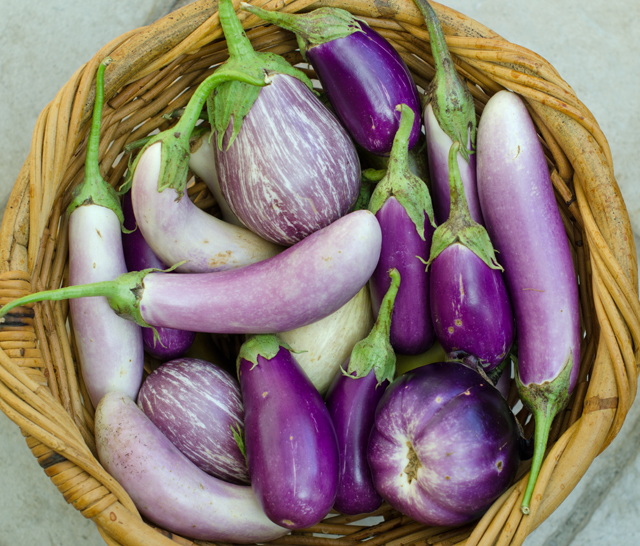 A recent harvest of all the varieties of eggplant we are growing.